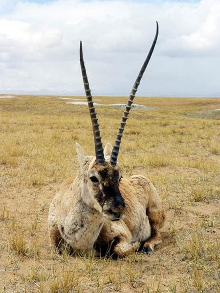 动物：藏羚羊