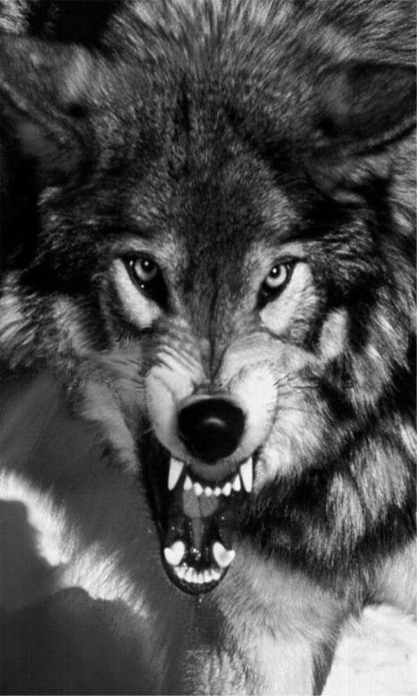 《狼》封面图片