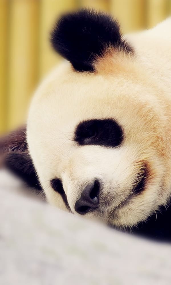 《大熊猫》封面图片