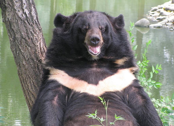动物：西藏棕熊