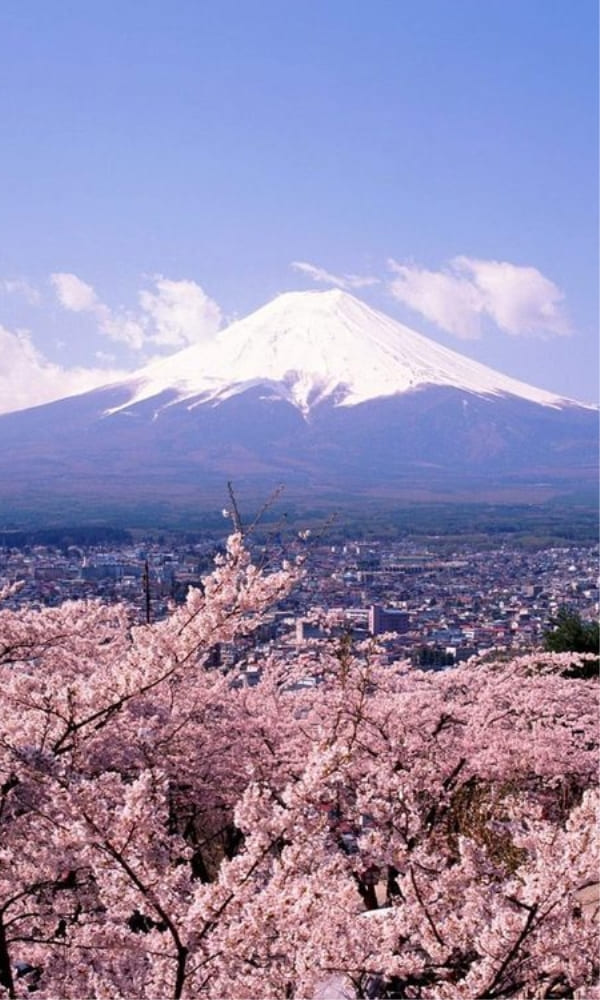 《富士山》封面图片