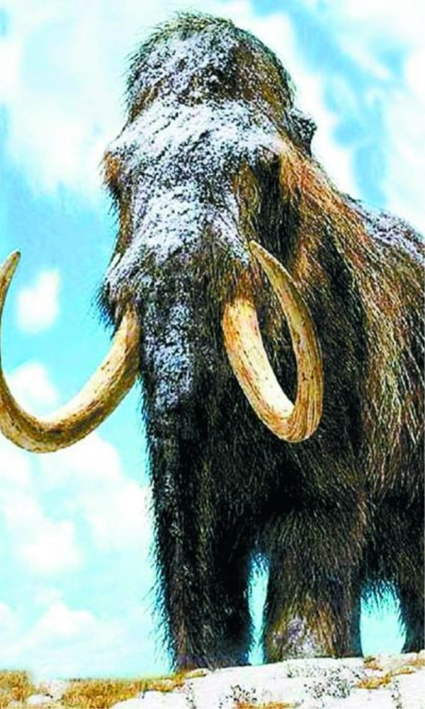 《猛犸象》封面图片