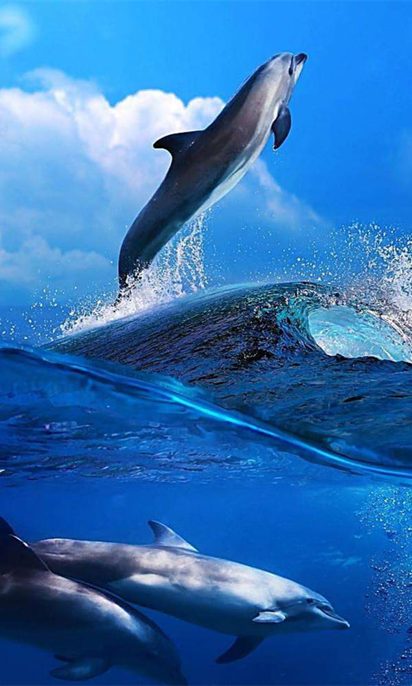 《海豚》封面图片