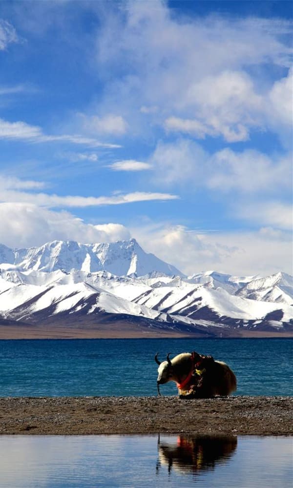 《青藏高原》封面图片