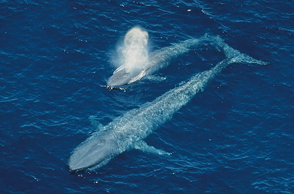 动物：鲸