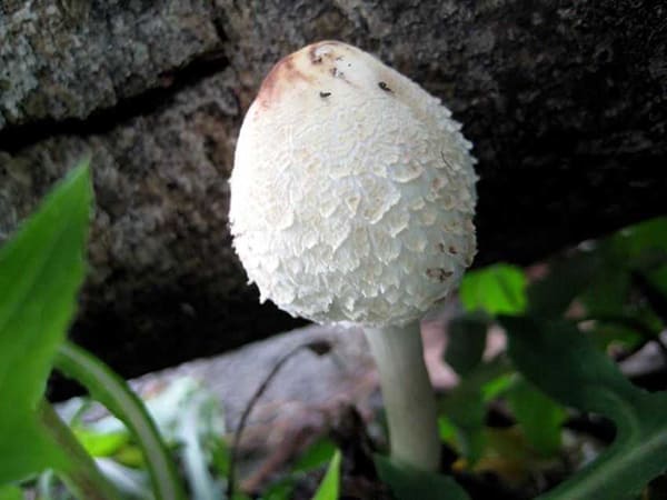 植物：蘑菇