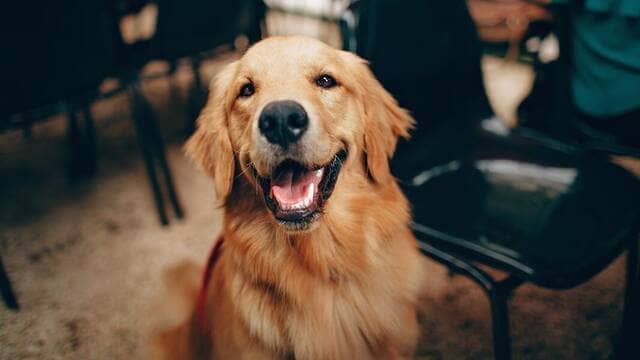 《11月1日，日本的犬之日。》封面图片