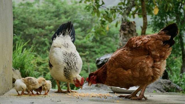 《世界上消费最多的肉类们》封面图片