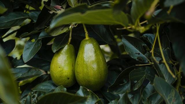 《史上最成功的营销案例：牛油果》封面图片