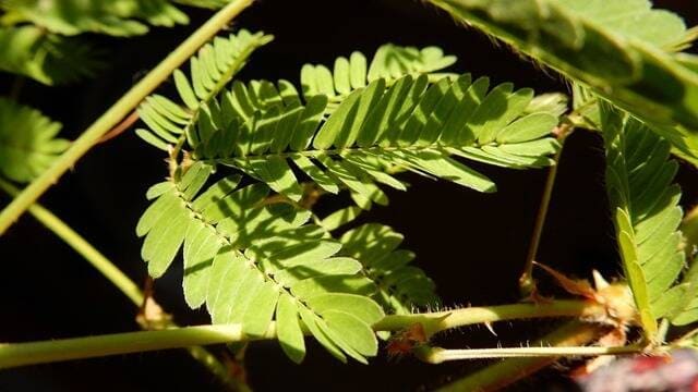 《含羞草的运动机制是什么，其他植物受伤或触碰也会运动吗?》封面图片