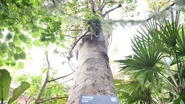 《世界上最毒的树：箭毒木》封面图片