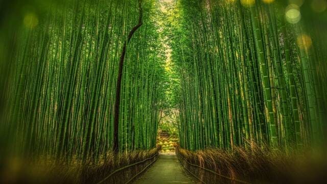 《竹子是禾本科植物》封面图片