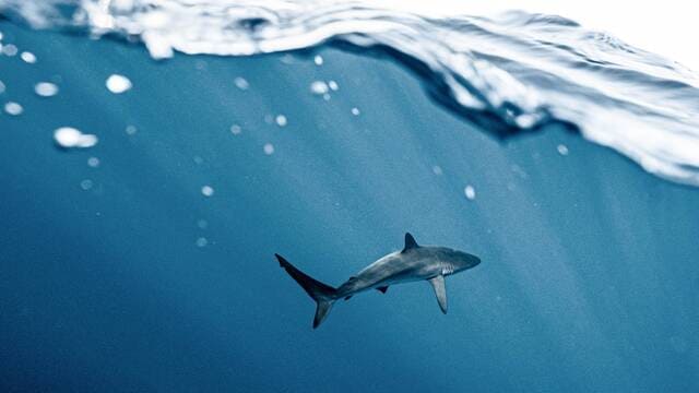 《鲨鱼的牙齿可以无限生长》封面图片