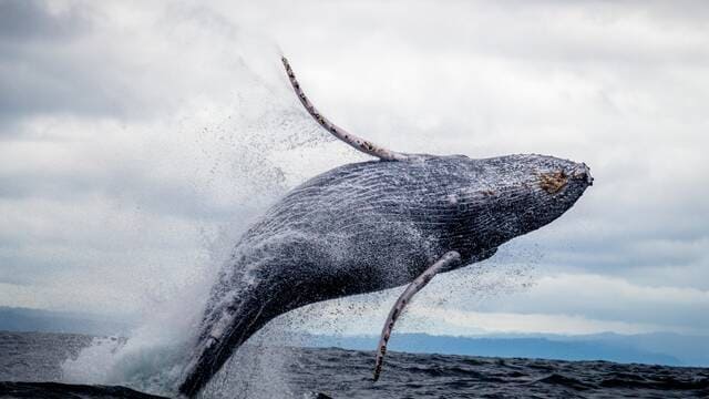 《为什么鲸鱼搁浅后会快速死亡？》封面图片