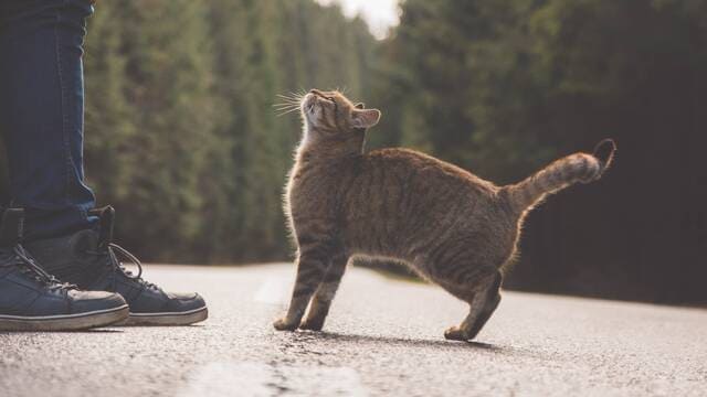 《猫走路时，后脚一定会踩在前脚踩过的位置吗?》封面图片