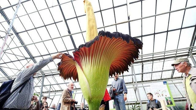 《世界上最臭的花：尸香魔芋》封面图片