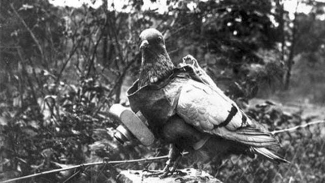 《一只被法国授予过勋章的鸽子：雪儿阿米》封面图片