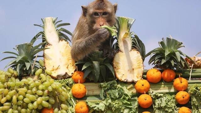 《每年11月最后一个星期日，是泰国猴子的“自助餐节”》封面图片