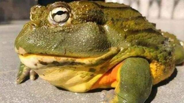 世界上最大的青蛙：巨谐蛙封面图片